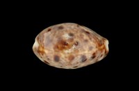 藏品(山貓寶螺)的圖片